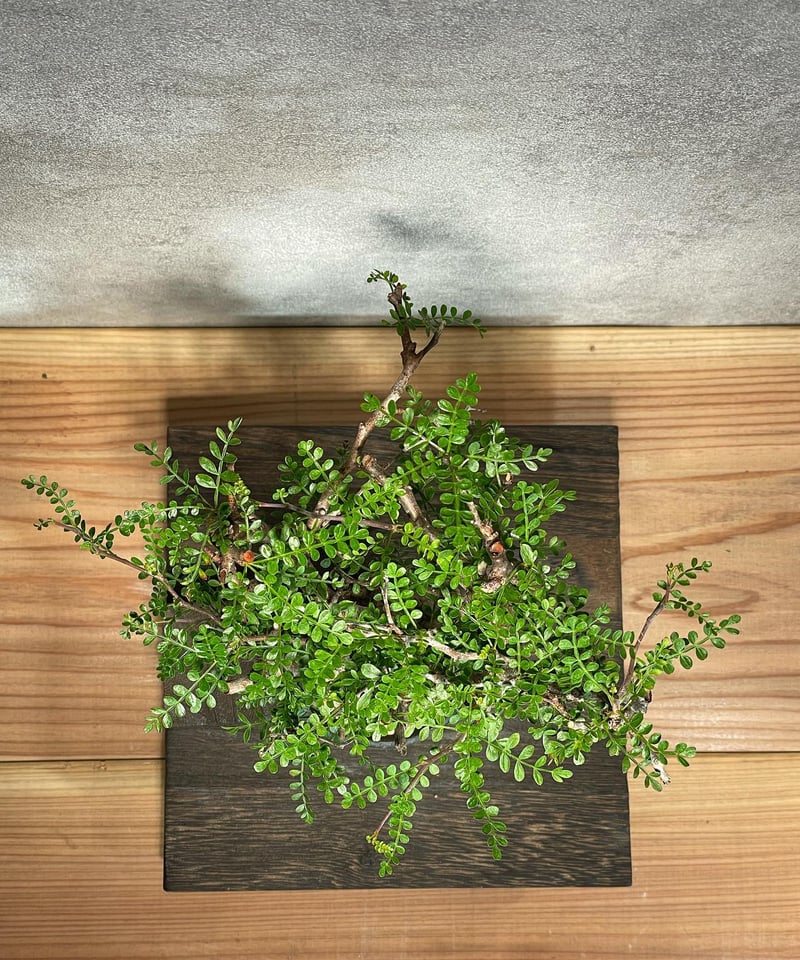 オペルクリカリア パキプス／Operculicarya pachypus 発根済 浅鉢用手