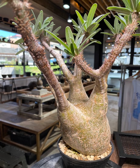 パキポディウム グラキリス　Pachypodium gracilius 　発根済　(gk-506）