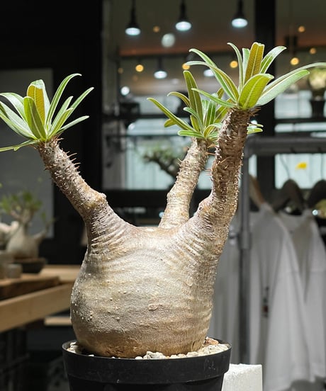 パキポディウム グラキリス　Pachypodium gracilius 　発根済　(gk-445）