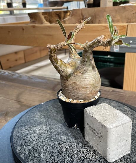 パキポディウム グラキリス　Pachypodium gracilius 　発根済　(gk-431)