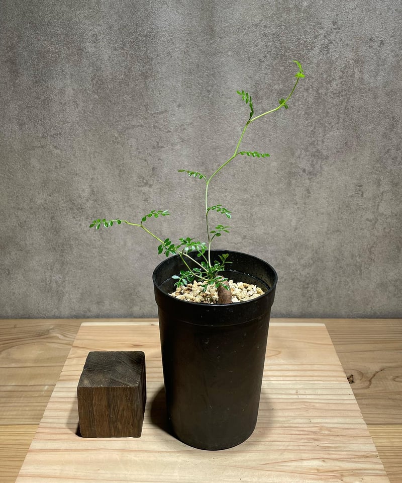 オペルクリカリア パキプス 根差し (商品番号PP-63) | RISE-CAUDEX ONL