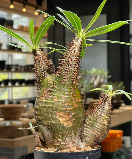 パキポディウム グラキリス　多頭　Pachypodium gracilius 　発根済　(gk-539)