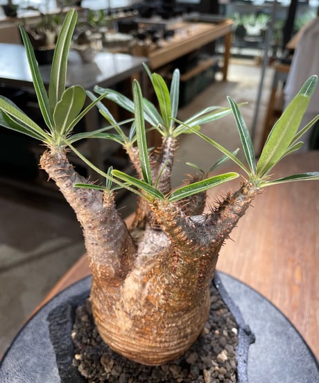 パキポディウム グラキリス　Pachypodium gracilius 　発根済　(gk-570)(鉢：LAVOR Ssize CARBONBLACK)