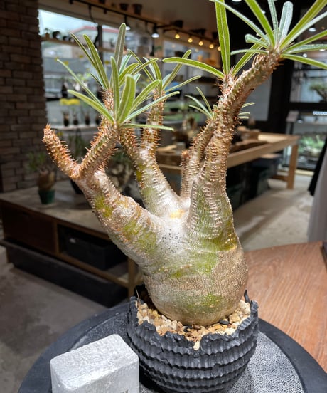 パキポディウム グラキリス　Pachypodium gracilius 　発根済　(gk-469) 鉢：dip