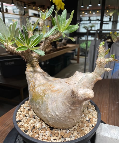 パキポディウム グラキリス　Pachypodium gracilius 　発根済　(gk-447）