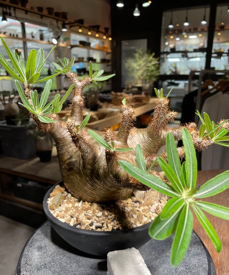 パキポディウム グラキリス　Pachypodium gracilius 　発根済　(gk-536)