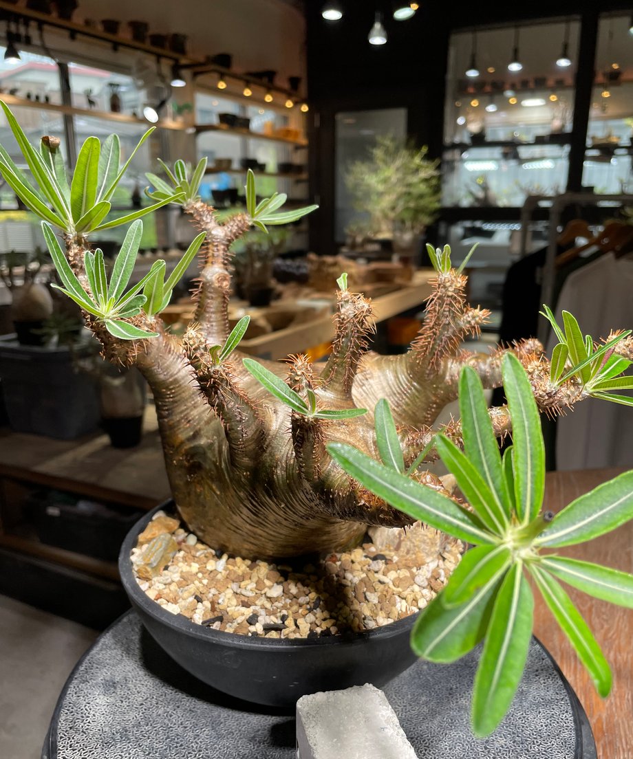 68da1f0d59c112290df2d90d