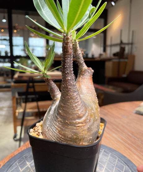 パキポディウム グラキリス　Pachypodium gracilius 　発根済　(gk-381)