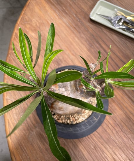 パキポディウム グラキリス　Pachypodium gracilius 　発根済　(gk-371)