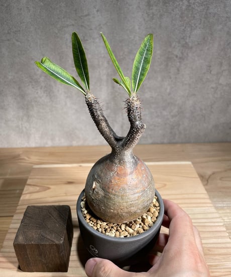 パキポディウム グラキリス　Pachypodium gracilius 　発根済　(商品番号gk-97valiem)  VALIEM 　(VALIEMタグ付き)