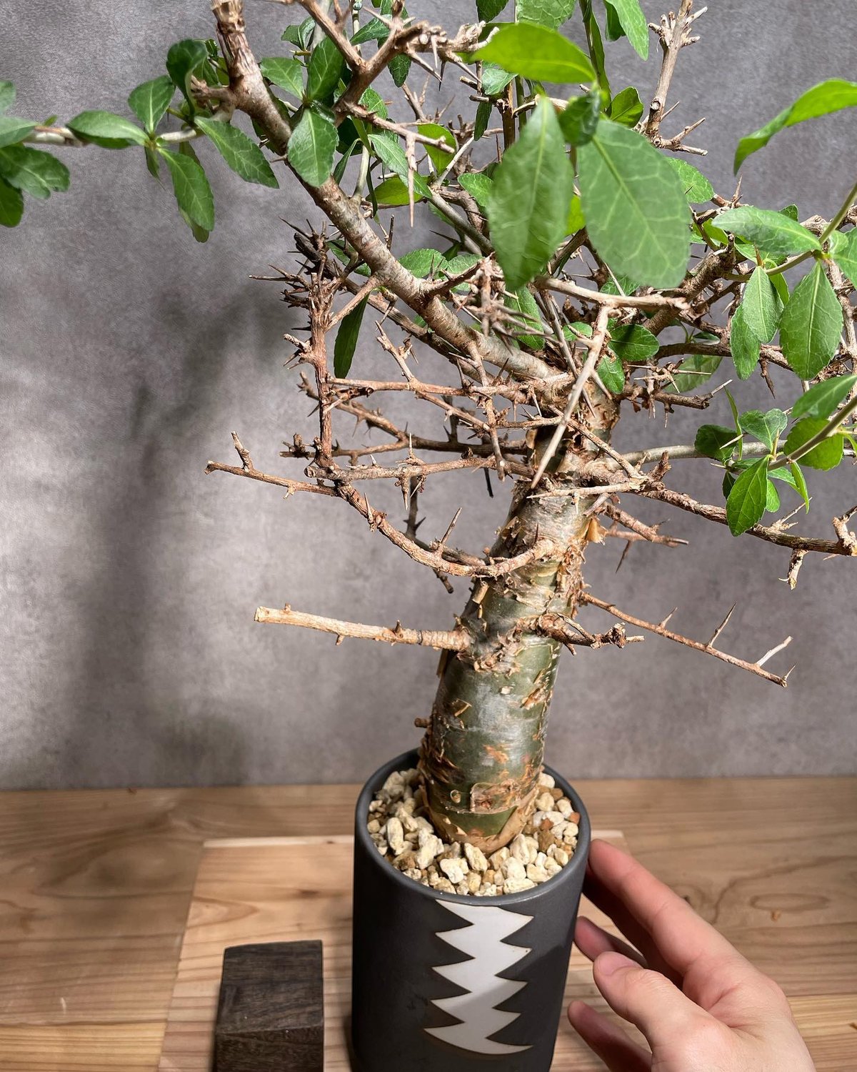 コミフォラ ハベシニカ 発根済 (商品番号hs-1valiem) | RISE