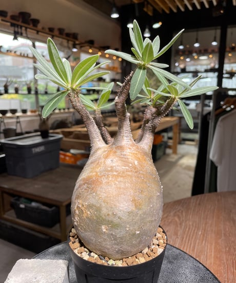パキポディウム グラキリス　Pachypodium gracilius 　発根済　(gk-527)