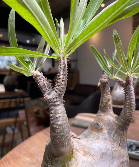 パキポディウム グラキリス　Pachypodium gracilius 　発根済　(gk-371)