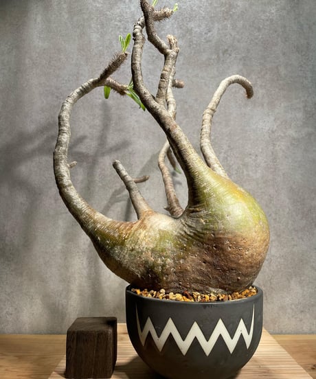 パキポディウム グラキリス　Pachypodium gracilius 　発根済　(商品番号gk-56valiem)  VALIEM 　BOWL　sizeL　(VALIEMタグ付き)