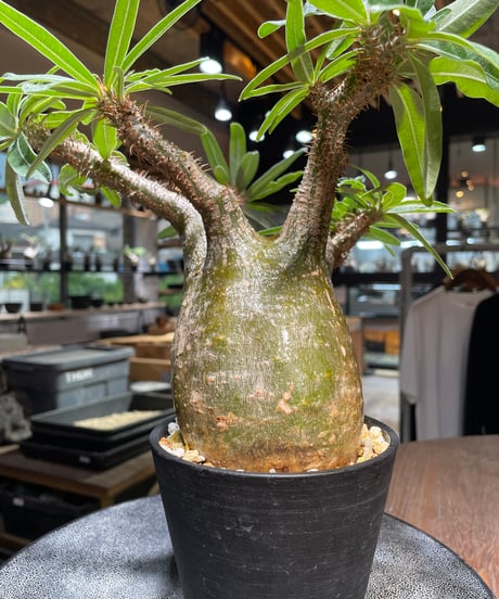 パキポディウム グラキリス　Pachypodium gracilius 　発根済　(gk-524）