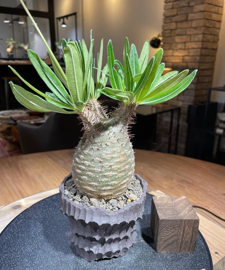 パキポディウム グラキリス　Pachypodium gracilius 　発根済　(塊根幅約7.5ｃｍ)　(商品番号gk-188)　鉢：Kuniaki Matsui