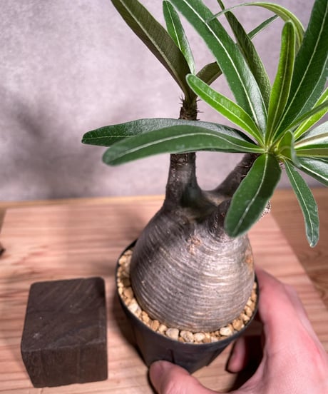 パキポディウム グラキリス　Pachypodium gracilius 　発根済　(商品番号gk-42)
