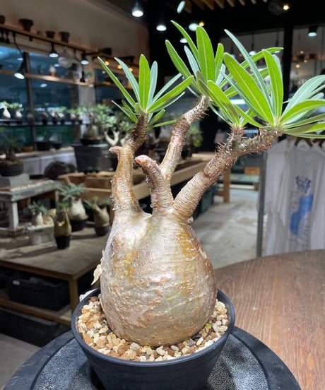 パキポディウム グラキリス　Pachypodium gracilius 　発根済　(gk-413)