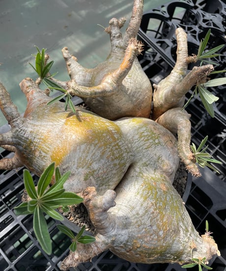 パキポディウム グラキリス　Pachypodium gracilius 　発根済　(gk-304)