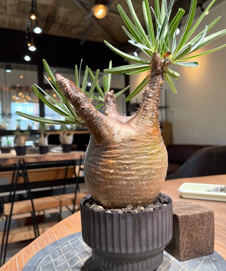 パキポディウム グラキリス　Pachypodium gracilius 　発根済　(gk-409valiem)