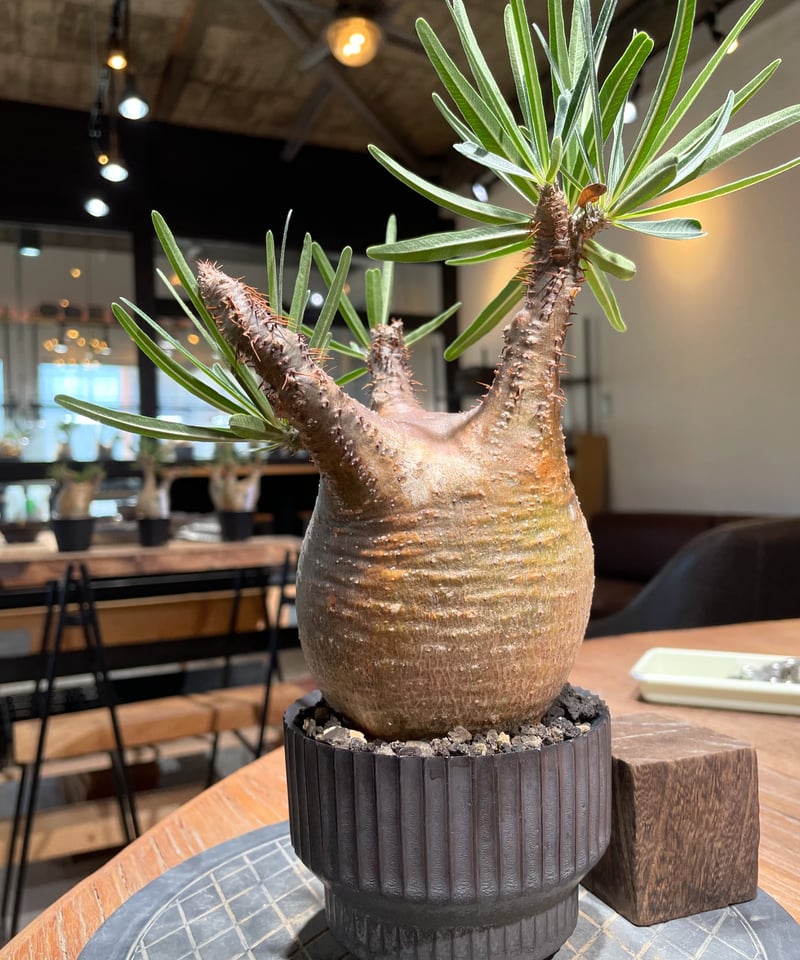 パキポディウム グラキリス Pachypodium gracilius 発根済 (gk-40