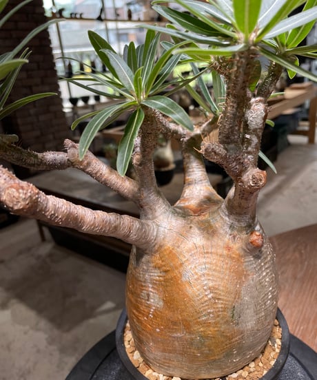 パキポディウム グラキリス　Pachypodium gracilius 　発根済　(gk-478)