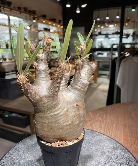 パキポディウム グラキリス　Pachypodium gracilius 　発根済　(gk-529)