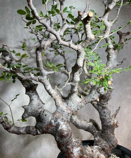 コミフォラ モンストローサ /Commiphora monstrosa　発根済　 (幹幅約6.5cm)　(商品番号mr-14)