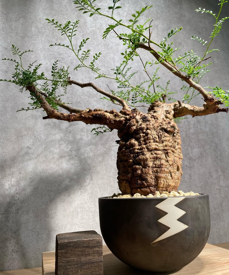 【Operculicarya pachypus｜オペルクリカリア・パキプス】 fit=scale-down,w=1200