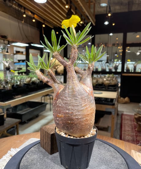 パキポディウム グラキリス　Pachypodium gracilius 　発根済　(gk-266)