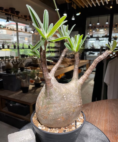 パキポディウム グラキリス　Pachypodium gracilius 　発根済　(gk-530)