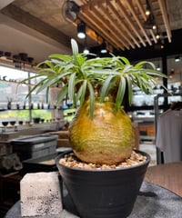 パキポディウム グラキリス Pachypodium gracilius 発根済 (gk-45