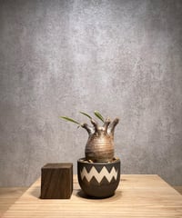 パキポディウム グラキリス　Pachypodium gracilius 　発根済　(商品番号gk-64valiem)  VALIEM 　BOWL　sizeXS　(VALIEMタグ付き)
