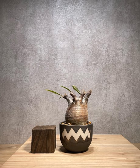 パキポディウム グラキリス　Pachypodium gracilius 　発根済　(商品番号gk-64valiem)  VALIEM 　BOWL　sizeXS　(VALIEMタグ付き)