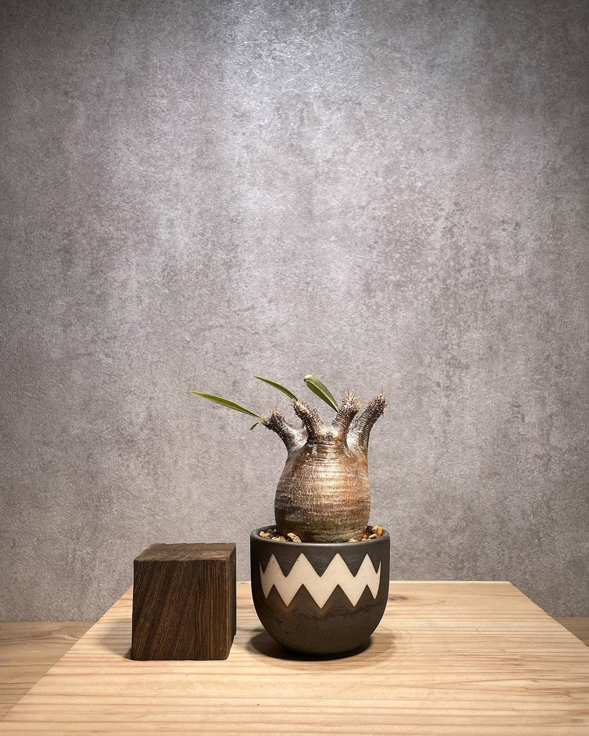 blue ページ　パキポディウム2点 パキポディウム・デンシフローラム&アートストーン H30cm W20cm