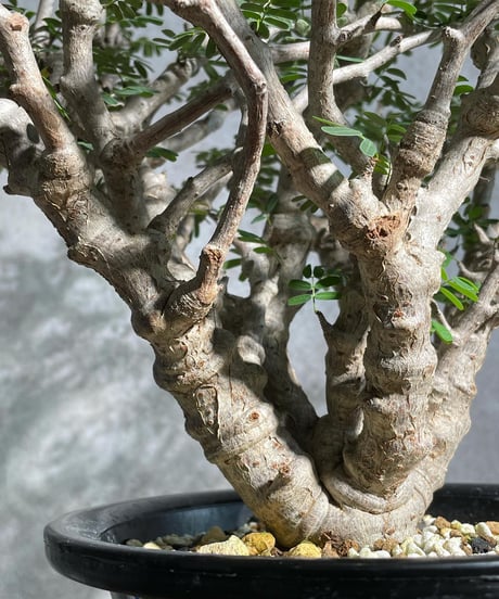 センナ メリディオナリス Senna meridionalis　発根済　(商品番号sm-11)