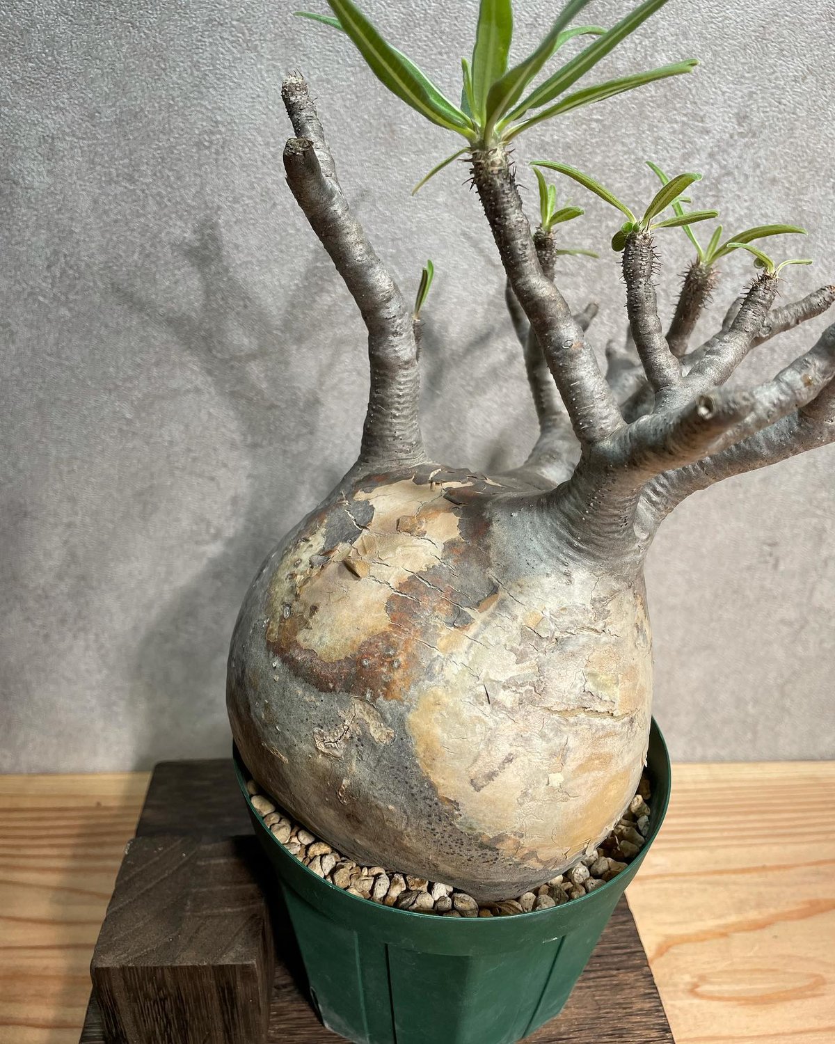 パキポディウム グラキリス Pachypodium gracilius 発根済(塊根幅13c