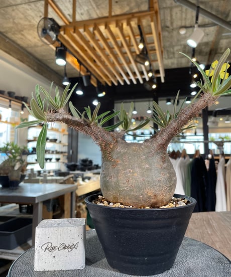 パキポディウム グラキリス　Pachypodium gracilius 　発根済　(gk-556)