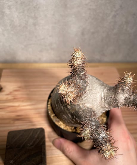 パキポディウム グラキリス　Pachypodium gracilius 　発根済　(商品番号gk-35)
