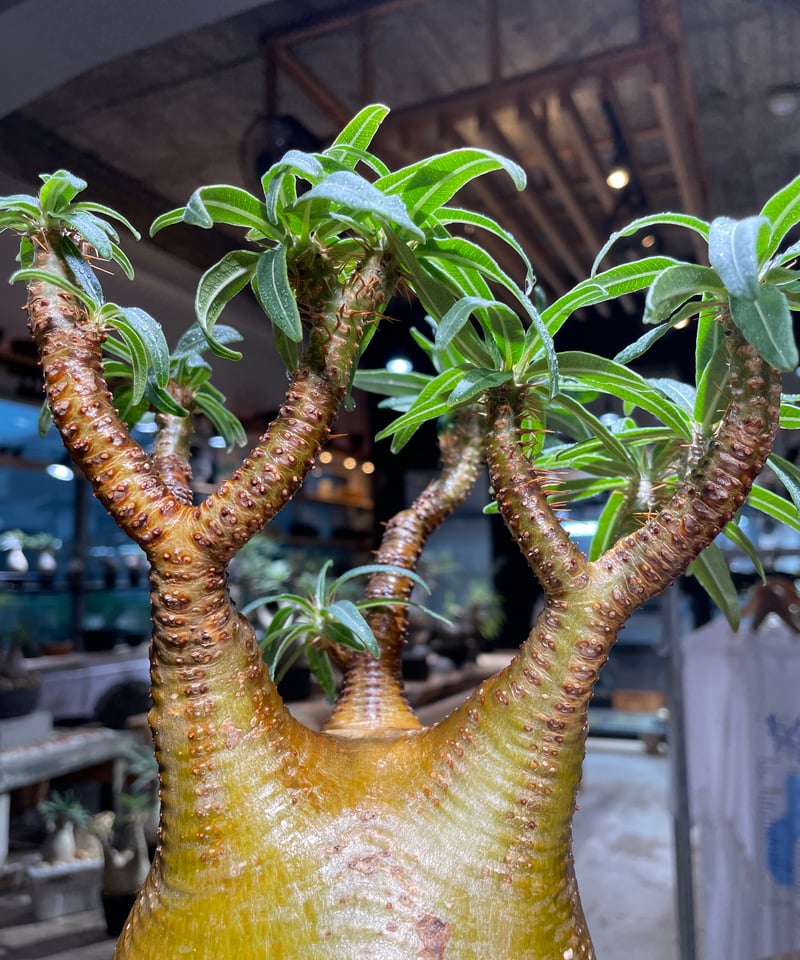 Pachypodium gracilius グラキリス 良型 【発根済み】 パキポディウム グラキリス Pachypodium gracilius 発根済 (gk-51