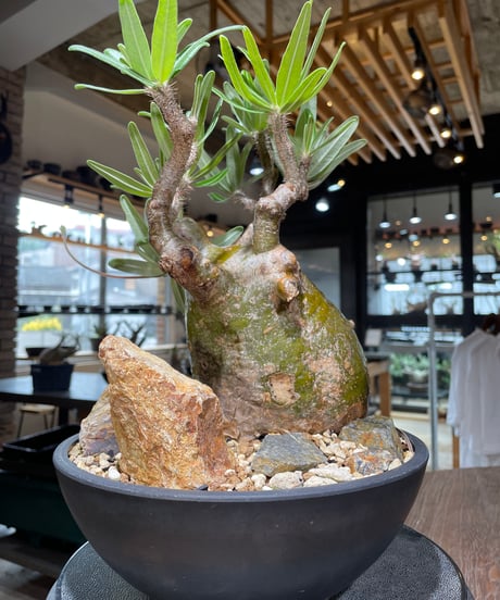 パキポディウム グラキリス　Pachypodium gracilius 　発根済　(gk-549)