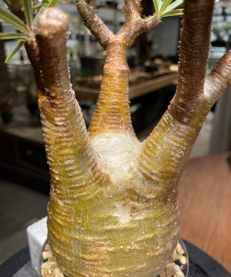 パキポディウム グラキリス　Pachypodium gracilius 　発根済　(gk-466)