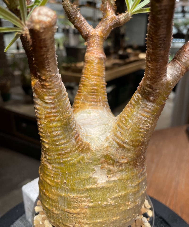 ザ*）様 パキポディウム グラキリス 発根済pachypodhium Graci パキポディウム グラキリス Pachypodium gracilius 発根済 (gk-45