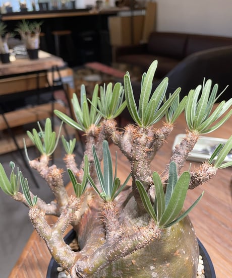パキポディウム グラキリス　Pachypodium gracilius 　発根済　(gk-406)