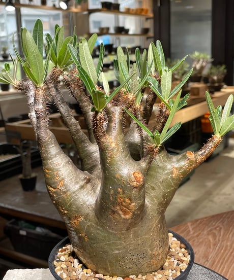 パキポディウム グラキリス　Pachypodium gracilius 　発根済　(gk-543)