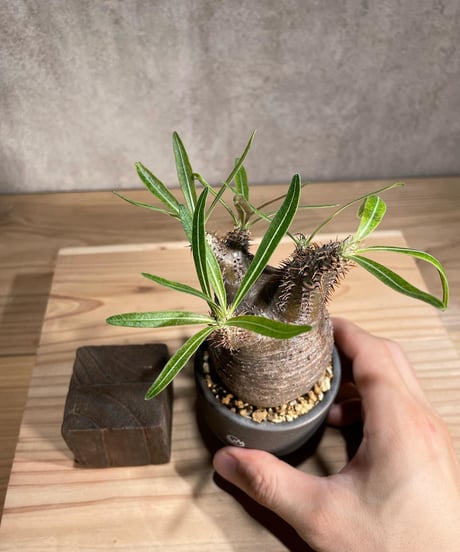 パキポディウム グラキリス　Pachypodium gracilius 　発根済　(商品番号gk-82valiem)  VALIEM 　(VALIEMタグ付き)