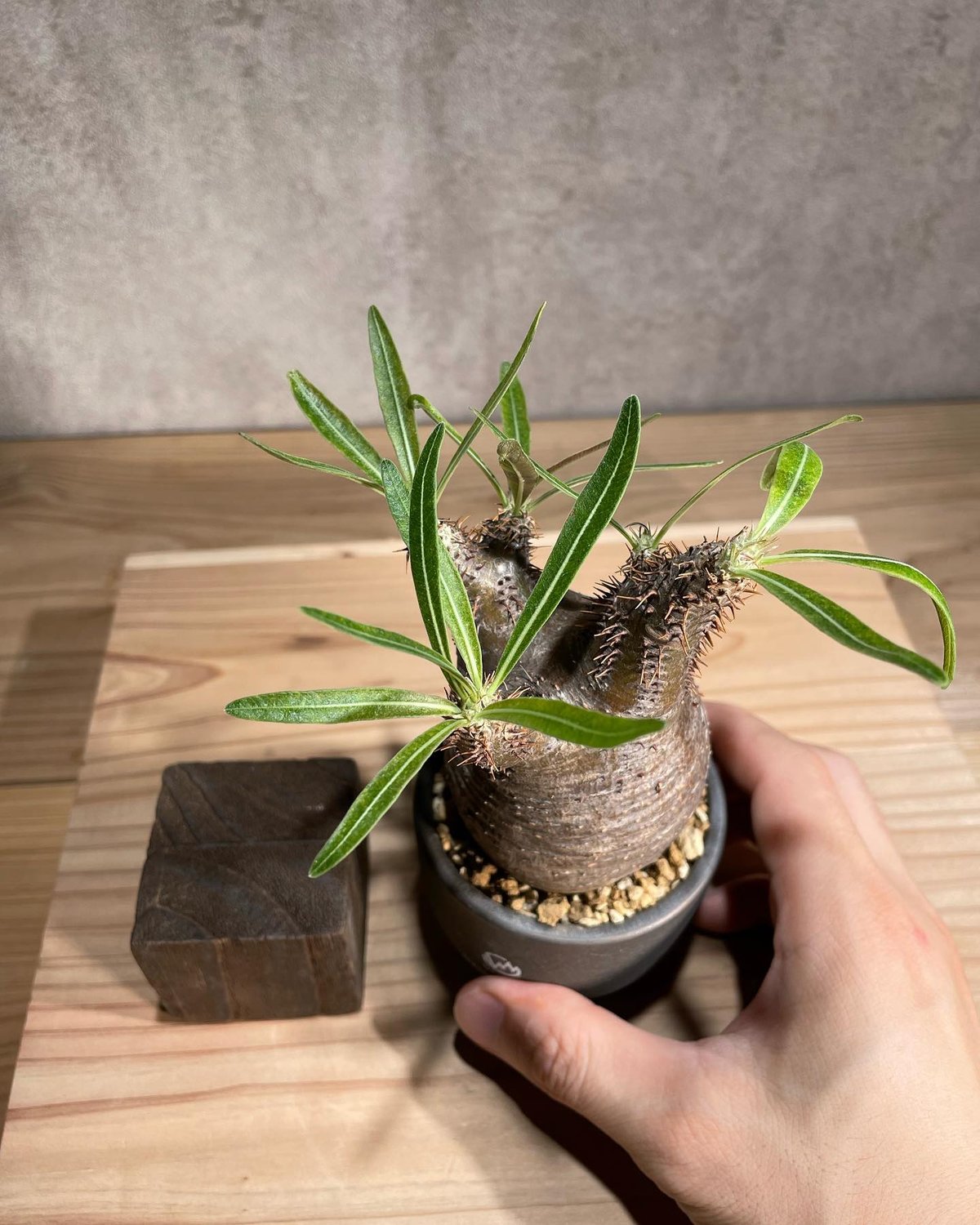 パキポディウム グラキリス Pachypodium gracilius 発根済 (商品番号g