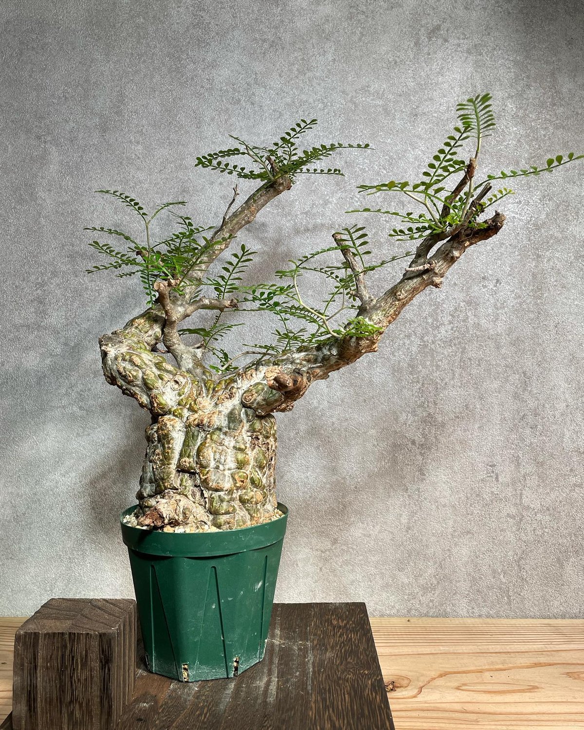 8/18撮影 御神木 超巨大 オペルクリカリア パキプス 幹幅約19～約20cm 8/18撮影 御神木 超巨大 オペルクリカリア パキプス 幹幅約19～約20cm