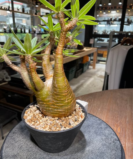 パキポディウム グラキリス　Pachypodium gracilius 　発根済　(gk-436)