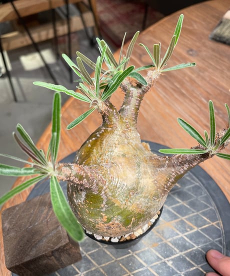 パキポディウム グラキリス　Pachypodium gracilius 　発根済　(gk-382)